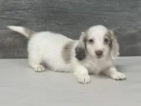 Chex-lh (daple/creme/pie/deluite, a male Miniature Dachshund for sale in Aiken, SC – Photo 3 of 3