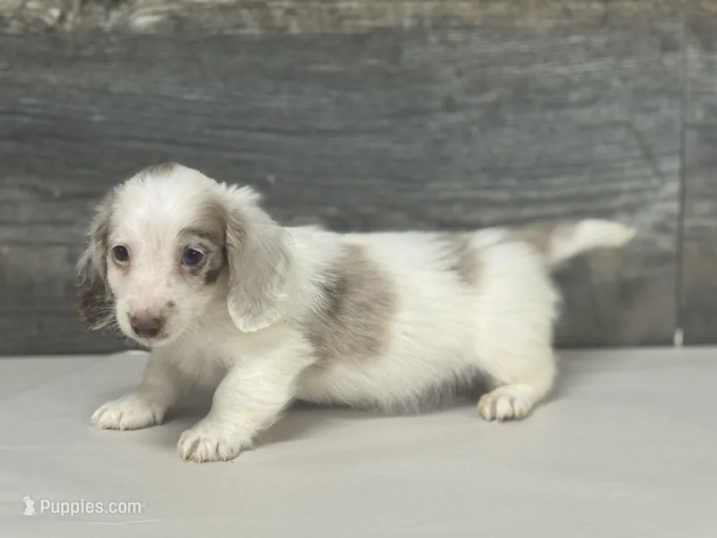 Chex-lh (daple/creme/pie/deluite – Miniature Dachshund puppy for sale in Aiken, SC