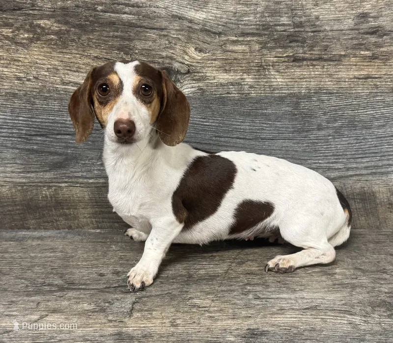 Bella (akc) – Miniature Dachshund puppy for sale in Aiken, SC