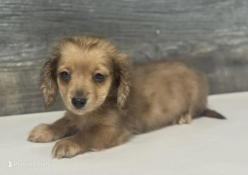 Wells-lh (pet home only) – Miniature Dachshund puppy for sale in Aiken, SC