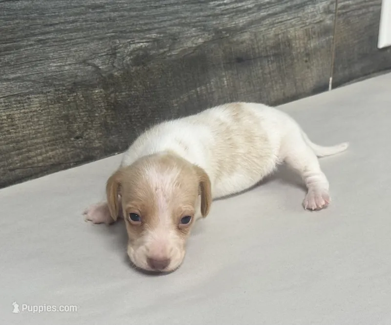 Link (lh/deluite/creme/pie-russian dad – Miniature Dachshund puppy for sale in Aiken, SC