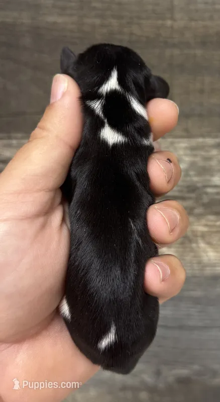 Duke (crème/lh/pie/deluite- Russian dad – Miniature Dachshund puppy for sale in Aiken, SC