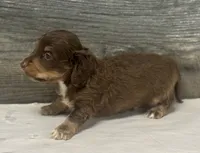Hank-lh (daple/creme/pie, a male Miniature Dachshund for sale in Aiken, SC – 2 of 2
