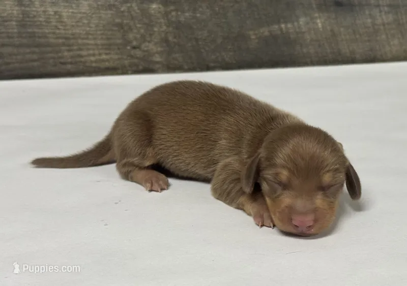 Darla (daple/deluite/lh – Miniature Dachshund puppy for sale in Aiken, SC