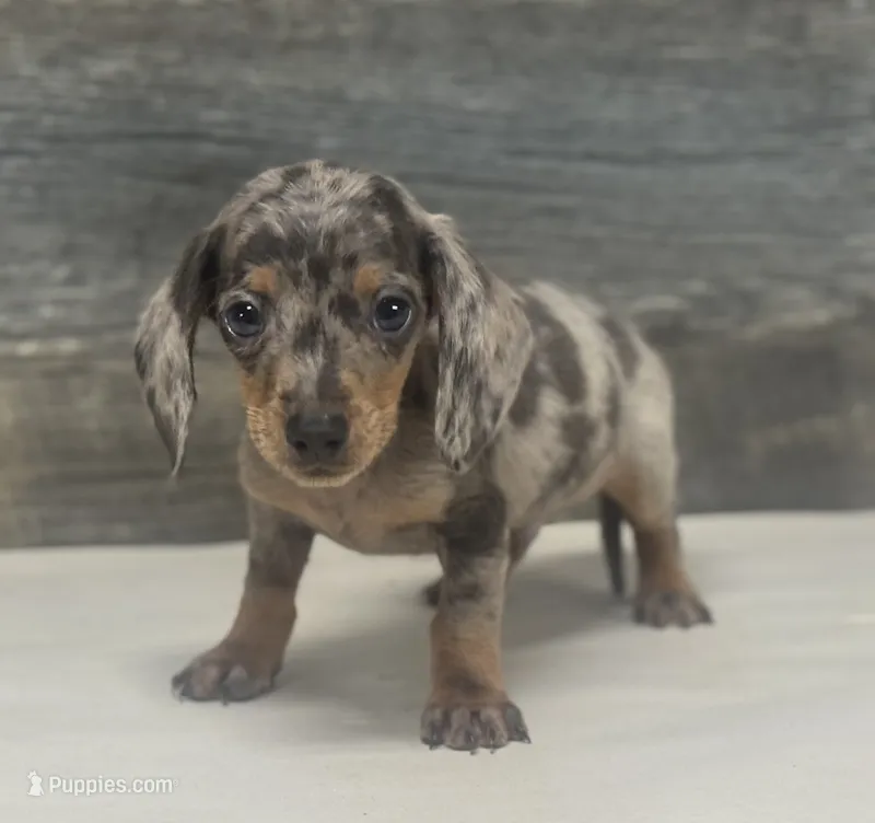 Chico (lh/creme/deluite/daple – Miniature Dachshund puppy for sale in Aiken, SC