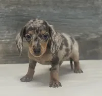 Chico (lh/creme/deluite/daple, a male Miniature Dachshund for sale in Aiken, SC – 1 of 3