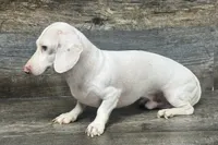 Cloud of Eden , a male Miniature Dachshund for sale in Aiken, SC – 2 of 3