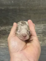 Diseal-lh (daple/creme/piebald/deluite, a male Miniature Dachshund for sale in Aiken, SC – 2 of 2