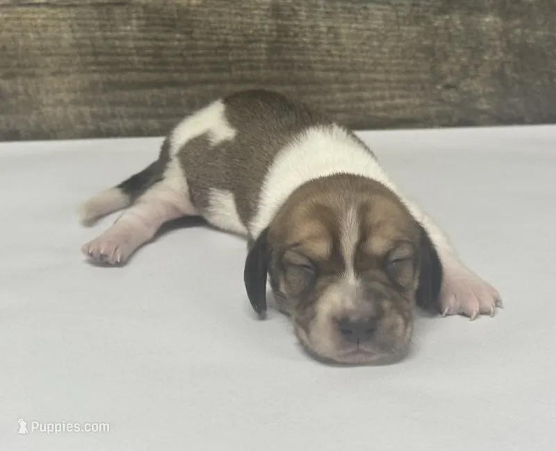 Waffles (crème/pie/lh -Russian dad – Miniature Dachshund puppy for sale in Aiken, SC