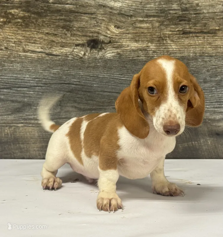 Jax (daple/deluite/lh/creme - Russian dad – Miniature Dachshund puppy for sale in Aiken, SC
