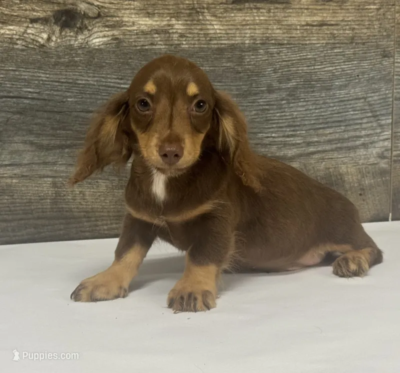 Dexter-lh (crème/dapple/deluite/pie – Miniature Dachshund puppy for sale in Aiken, SC