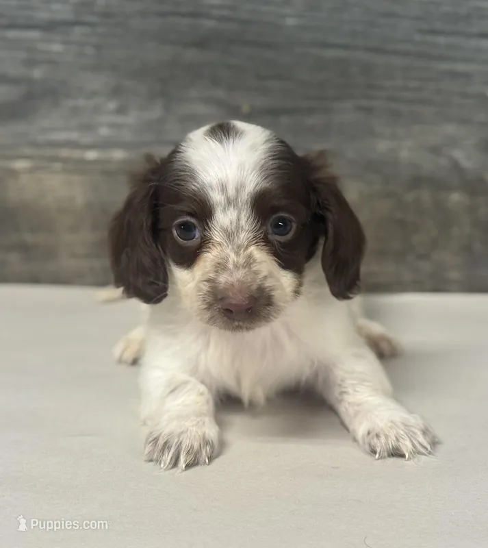 Baby-lh (daple/creme/deluite – Miniature Dachshund puppy for sale in Aiken, SC