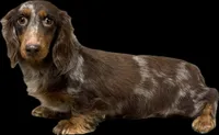 Sprinkles , a female Miniature Dachshund for sale in Aiken, SC – 1 of 1
