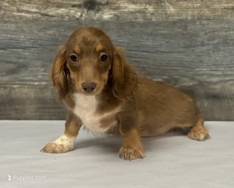Coco-lh (daple/creme/deluite – Miniature Dachshund puppy for sale in Aiken, SC