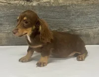 Dexter-lh (crème/dapple/deluite/pie, a male Miniature Dachshund for sale in Aiken, SC – 2 of 2