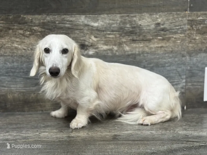 Halibut  – Miniature Dachshund puppy for sale in Aiken, SC