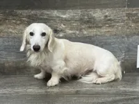 Halibut , a male Miniature Dachshund for sale in Aiken, SC – 1 of 1