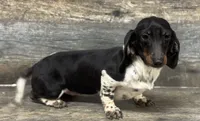 Mama Oreo (dapple/lh/deluite/pie, a female Miniature Dachshund for sale in Aiken, SC – 2 of 3