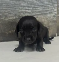 Ace (lh/pie/dapple/creme, a male Miniature Dachshund for sale in Aiken, SC – 2 of 2