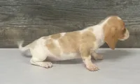 Link (crème/daple/lh/deluite- russian import dad, a male Miniature Dachshund for sale in Aiken, SC – 4 of 4