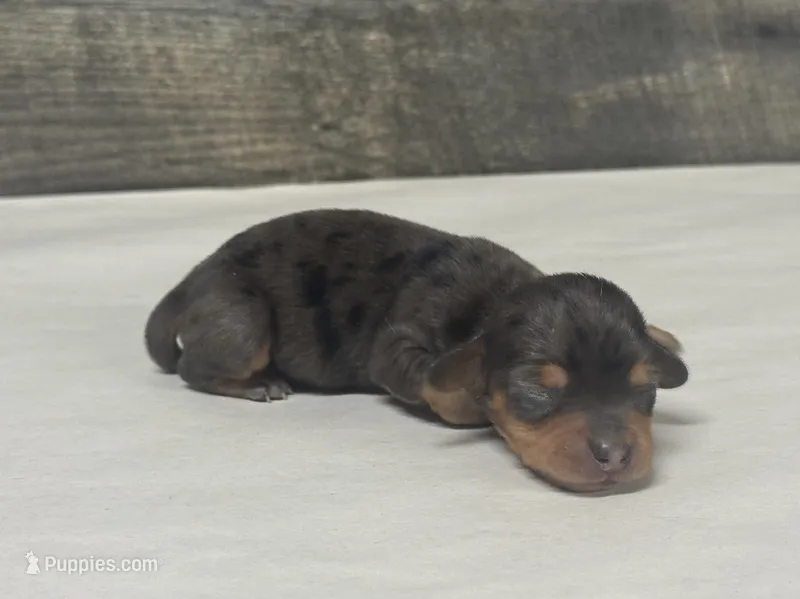 Lady (crème/lh/deluite/dapple – Miniature Dachshund puppy for sale in Aiken, SC