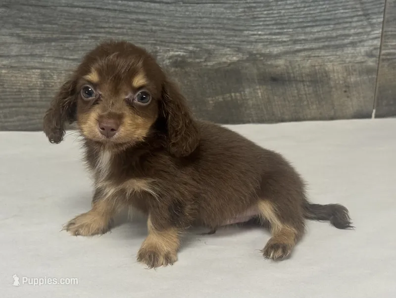 Max-lh (daple/creme/deluite/pie – Miniature Dachshund puppy for sale in Aiken, SC
