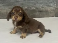 Max-lh (daple/creme/deluite/pie, a male Miniature Dachshund for sale in Aiken, SC – 1 of 3