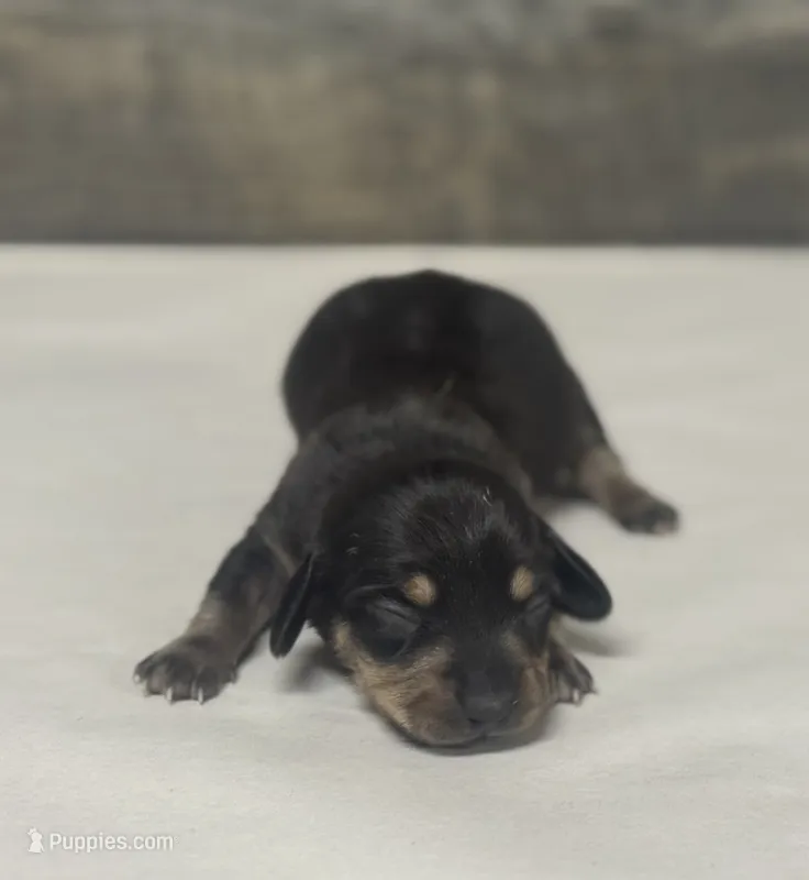 Jack (daple/pie/creme/lh – Miniature Dachshund puppy for sale in Aiken, SC