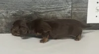 Debo-lh (daple/creme Russian dad, a male Miniature Dachshund for sale in Aiken, SC – 2 of 2