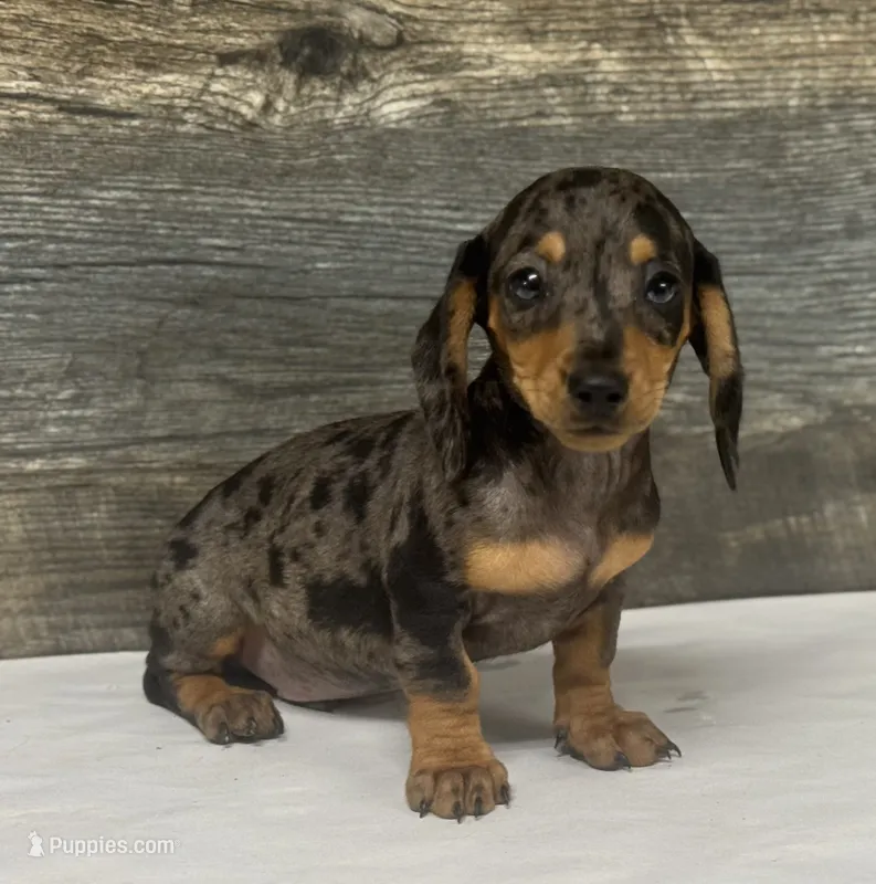 Chevy (daple/creme – Miniature Dachshund puppy for sale in Aiken, SC
