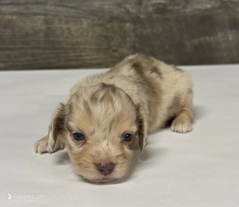 Van-lh (crème/daple/deluite/pied – Miniature Dachshund puppy for sale in Aiken, SC