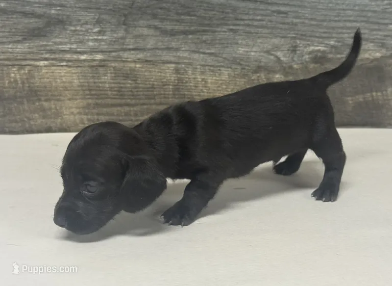 Ace (lh/pie/dapple/creme – Miniature Dachshund puppy for sale in Aiken, SC