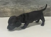 Ace (lh/pie/dapple/creme, a male Miniature Dachshund for sale in Aiken, SC – 1 of 2