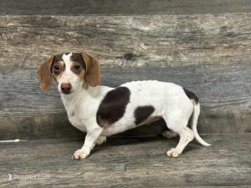 Akc Bella  – Miniature Dachshund puppy for sale in Aiken, SC