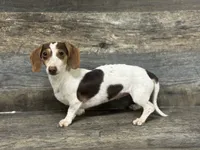 Akc Bella , a female Miniature Dachshund for sale in Aiken, SC – 1 of 2