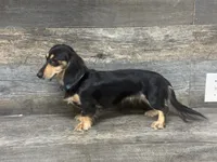 Elsa , a female Miniature Dachshund for sale in Aiken, SC – 2 of 2