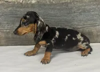 Bud (daple/creme/lh, a male Miniature Dachshund for sale in Aiken, SC – 2 of 2