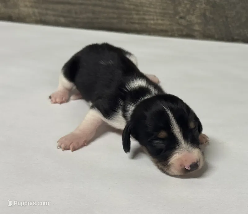 Domino-lh (Deluite/creme/pie/lh – Miniature Dachshund puppy for sale in Aiken, SC