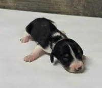 Domino-lh (Deluite/creme/pie/lh, a male Miniature Dachshund for sale in Aiken, SC – 1 of 2