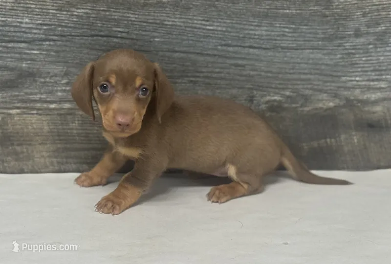 Dolly (daple/deluite/lh – Miniature Dachshund puppy for sale in Aiken, SC
