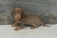 Dolly (daple/deluite/lh, a female Miniature Dachshund for sale in Aiken, SC – 2 of 2