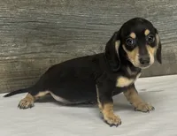 Milo (daple/lh/creme, a male Miniature Dachshund for sale in Aiken, SC – 3 of 4