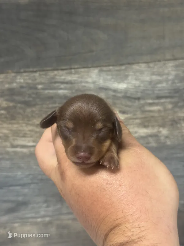 Coco (daple/creme/pie/lh – Miniature Dachshund puppy for sale in Aiken, SC