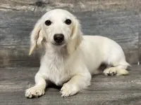 Ghost, a male Miniature Dachshund for sale in Aiken, SC – 1 of 1