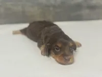 Mandy-lh (Russian import dad)( crème/ deuite, a female Miniature Dachshund for sale in Aiken, SC – Photo 3 of 3