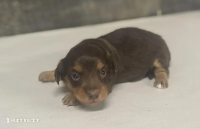 Mandy-lh (Russian import dad)( crème/ deuite – Miniature Dachshund puppy for sale in Aiken, SC