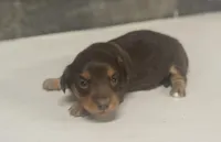 Mandy-lh (Russian import dad)( crème/ deuite, a female Miniature Dachshund for sale in Aiken, SC – Photo 1 of 3