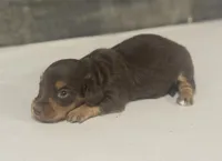 Mandy-lh (Russian import dad)( crème/ deuite, a female Miniature Dachshund for sale in Aiken, SC – Photo 2 of 3