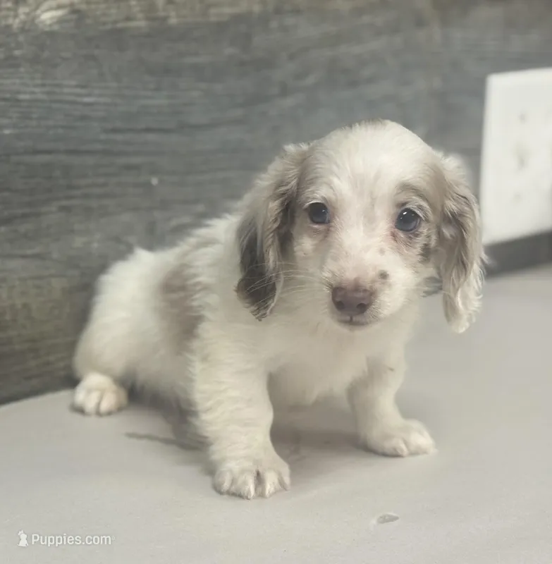 Chewy-lh (daple/crme/pie/deluit – Miniature Dachshund puppy for sale in Aiken, SC
