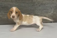 Link (crème/daple/lh/deluite- russian import dad, a male Miniature Dachshund for sale in Aiken, SC – 2 of 4